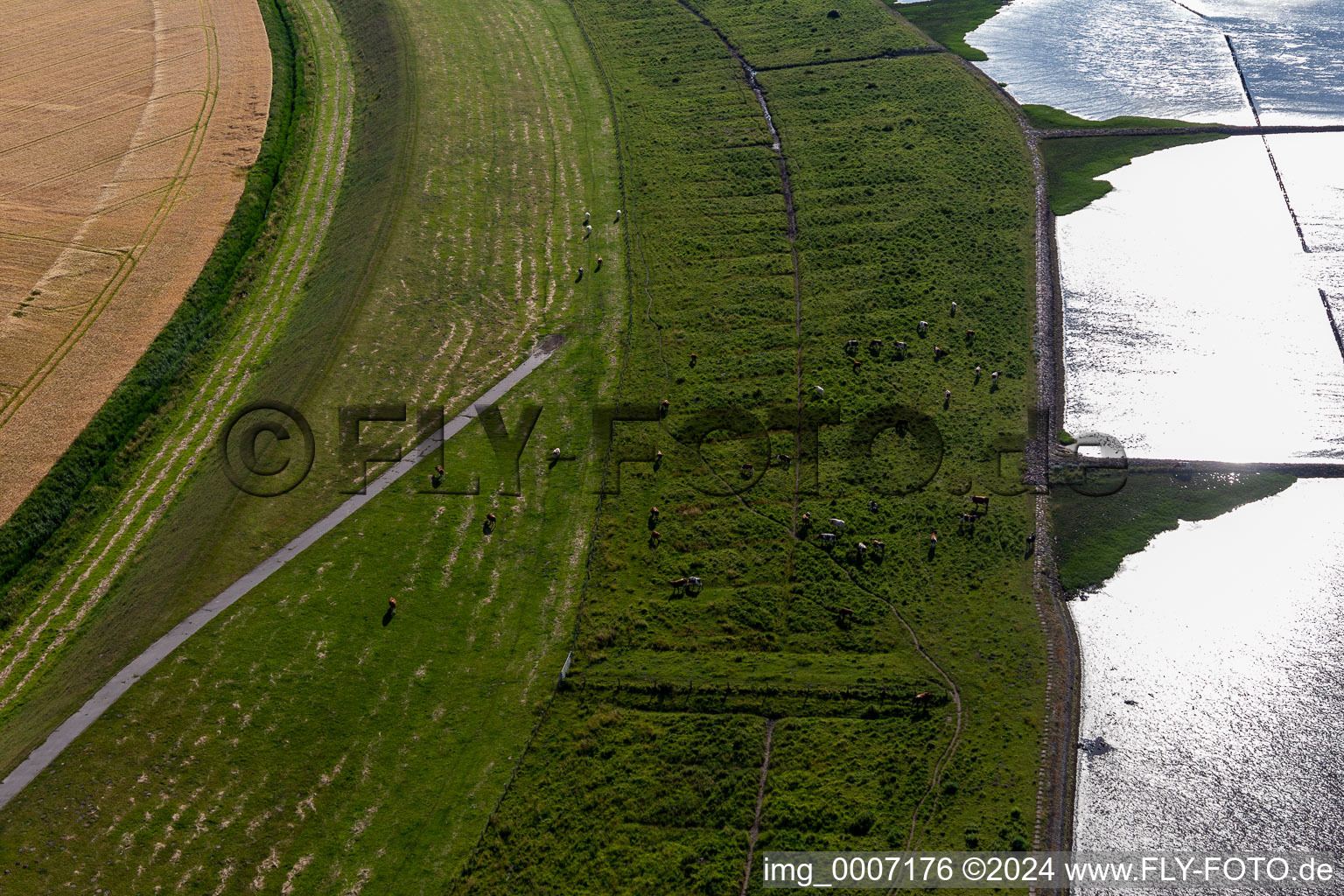 Vue aérienne de Eiderdam avec du bétail à Wesselburenerkoog dans le département Schleswig-Holstein, Allemagne