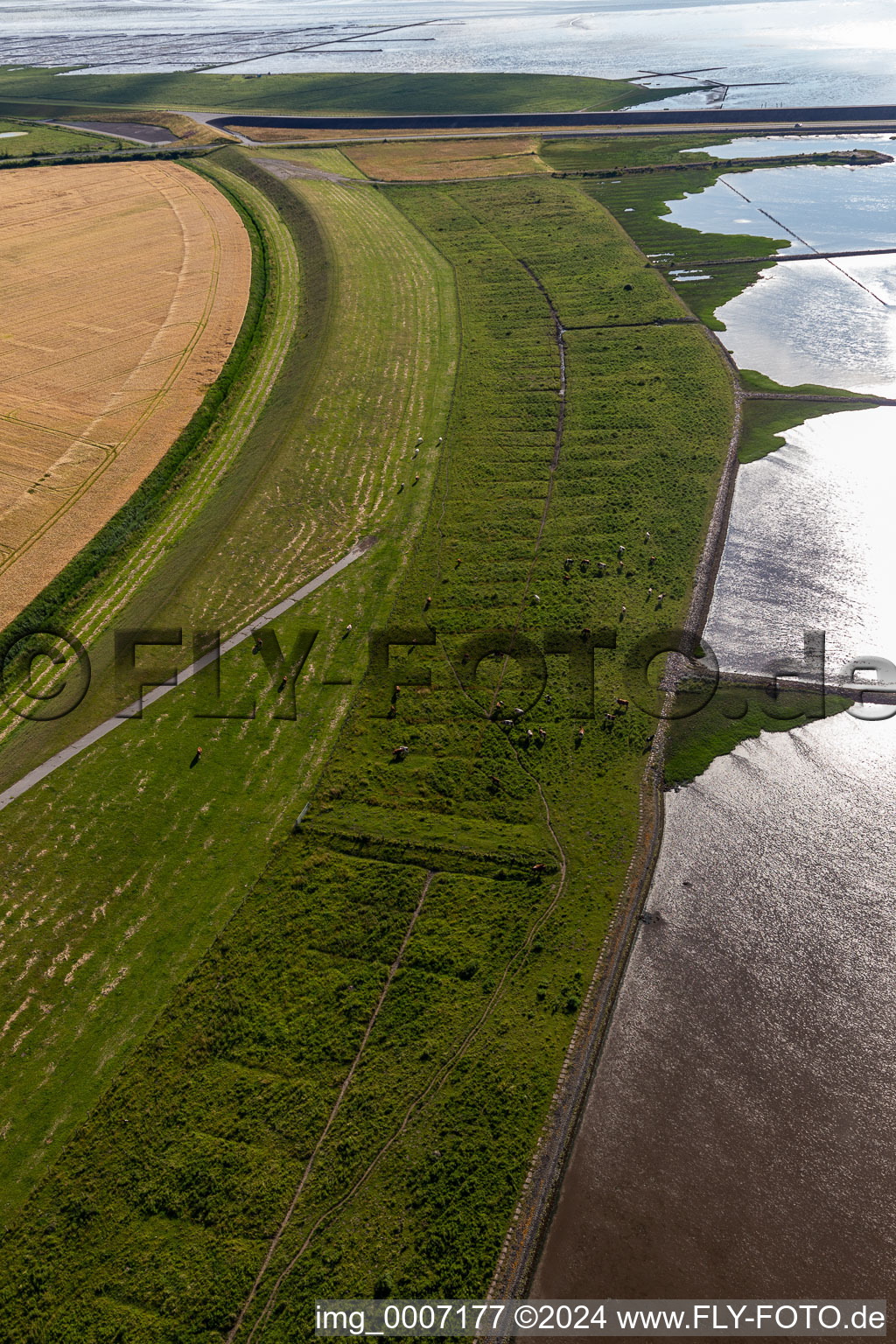 Vue aérienne de Eiderdam avec du bétail à Wesselburenerkoog dans le département Schleswig-Holstein, Allemagne