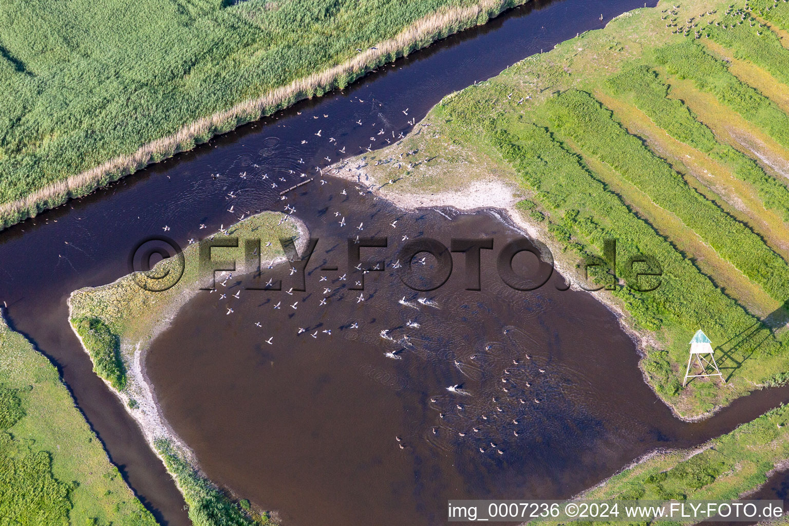 Vue aérienne de Oiseaux marins sur l'Ordinger Sielzug à le quartier Brösum in Sankt Peter-Ording dans le département Schleswig-Holstein, Allemagne