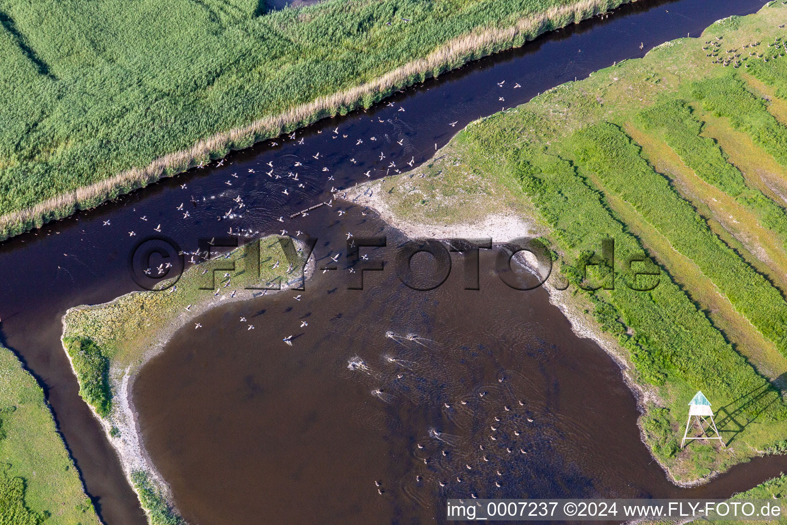 Vue aérienne de Oiseaux marins sur l'Ordinger Sielzug dans un paysage d'étang à le quartier Brösum in Sankt Peter-Ording dans le département Schleswig-Holstein, Allemagne