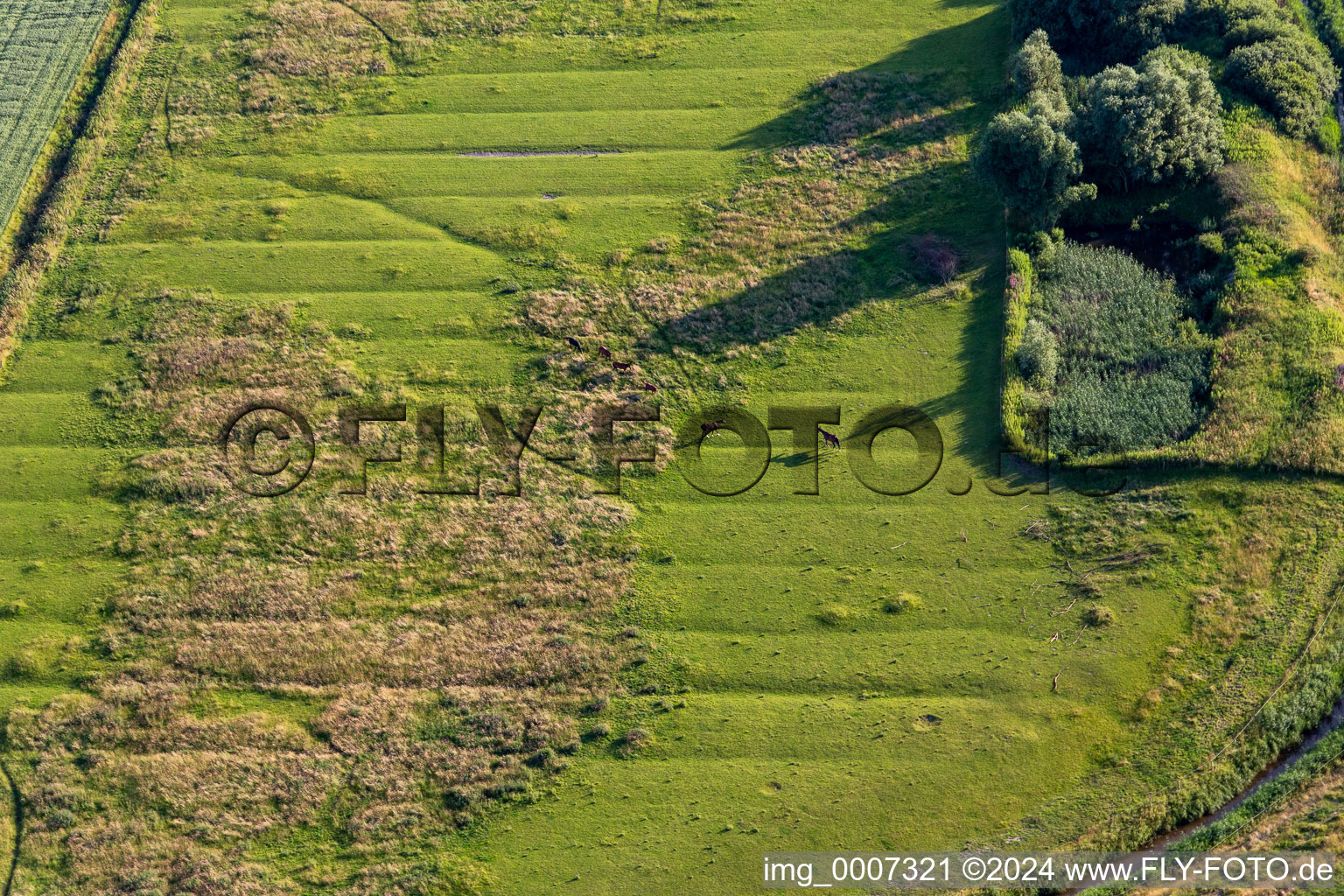 Vue aérienne de Pâturage pour chevaux au-delà de la digue à Karolinenkoog dans le département Schleswig-Holstein, Allemagne