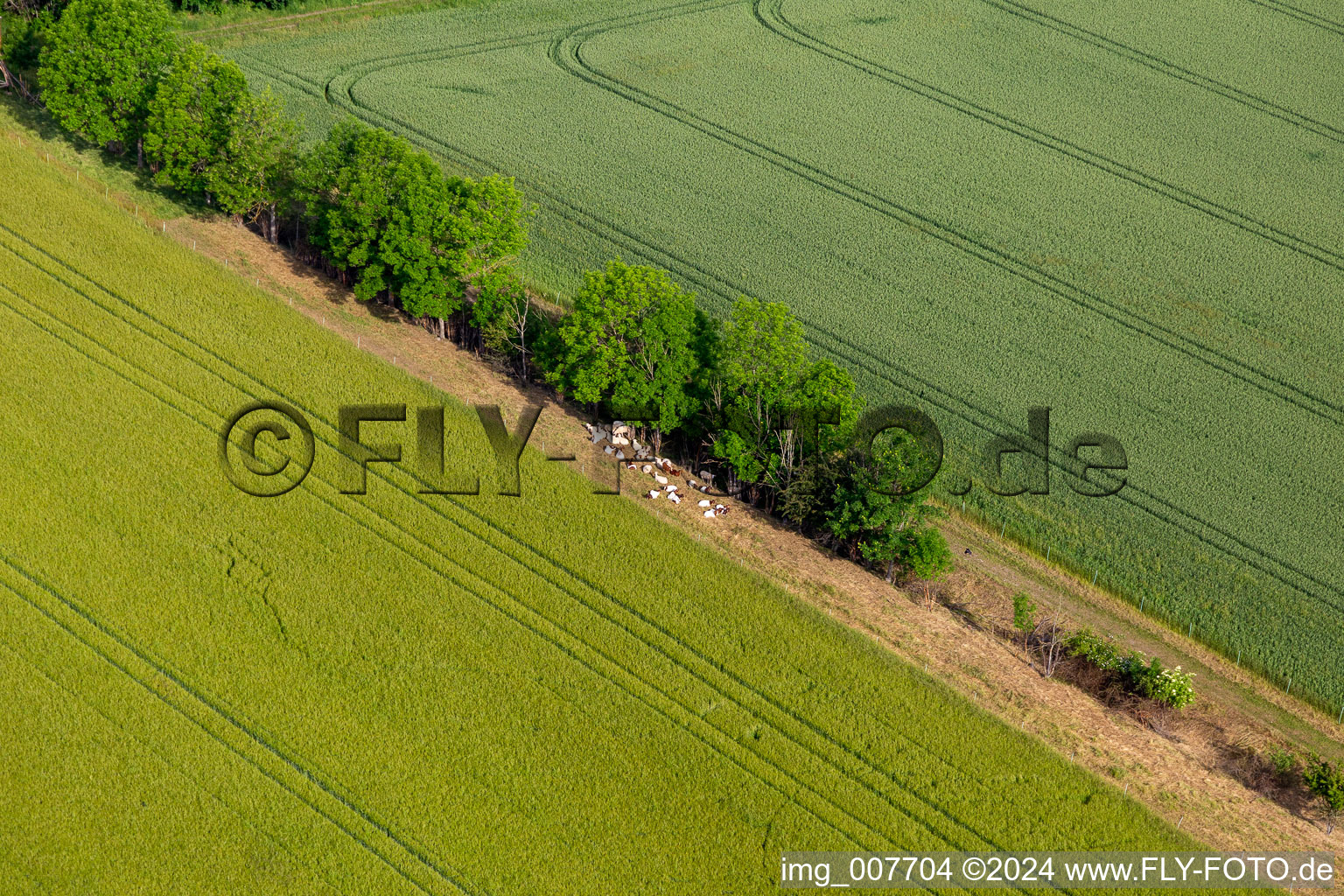 Vue aérienne de Vaches à l'ombre à le quartier Mühlberg in Drei Gleichen dans le département Thuringe, Allemagne