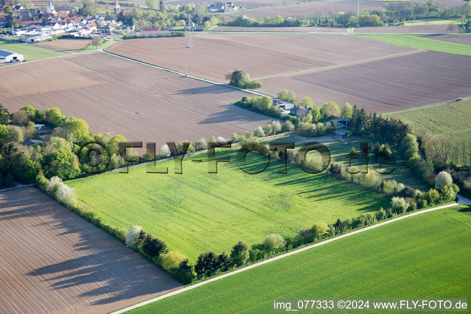 Vue aérienne de Enclos Trakehner à Minfeld dans le département Rhénanie-Palatinat, Allemagne