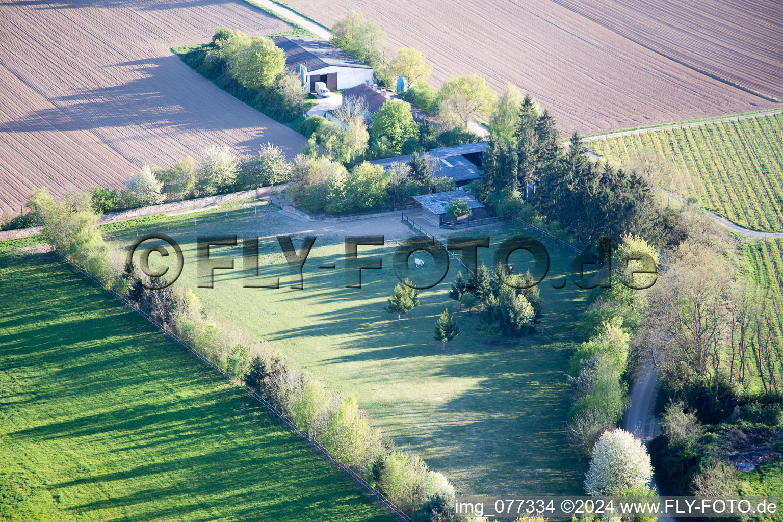 Vue aérienne de Enclos Trakehner à Minfeld dans le département Rhénanie-Palatinat, Allemagne