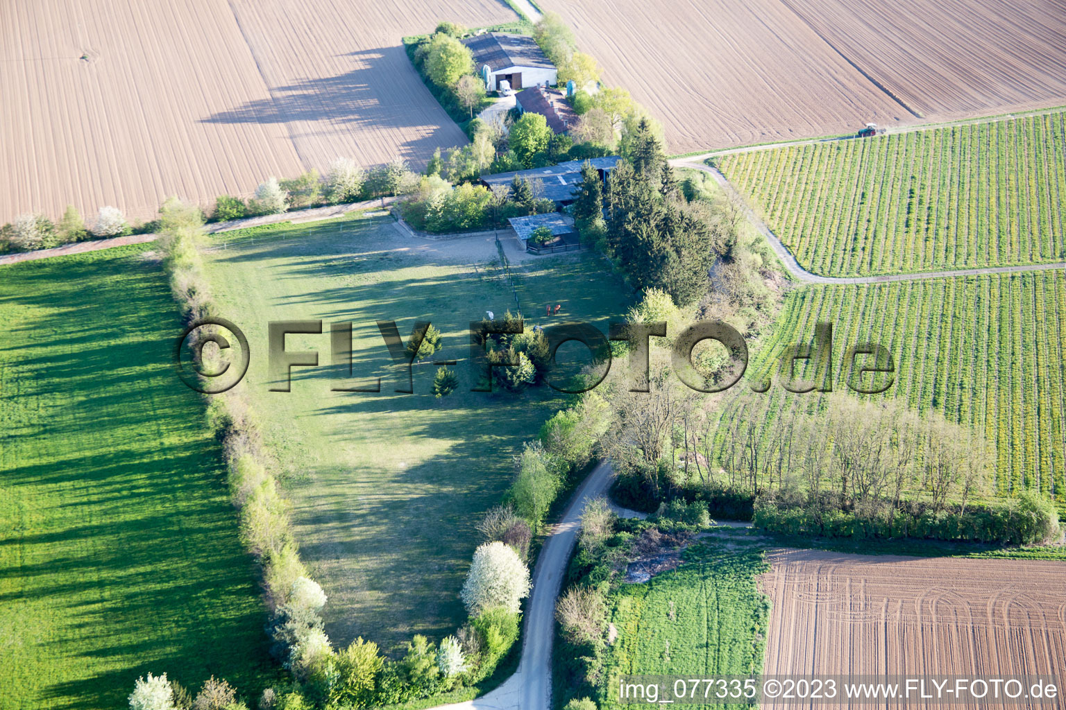 Photographie aérienne de Enclos Trakehner à Minfeld dans le département Rhénanie-Palatinat, Allemagne