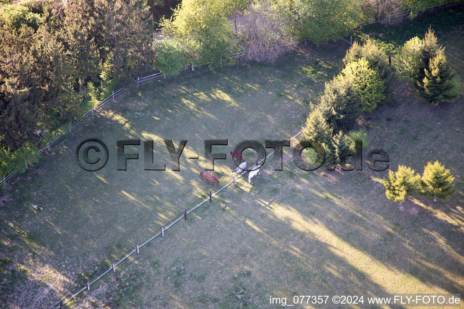 Enclos Trakehner à Minfeld dans le département Rhénanie-Palatinat, Allemagne du point de vue du drone