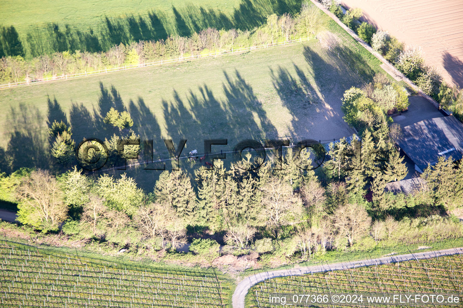 Enclos Trakehner à Minfeld dans le département Rhénanie-Palatinat, Allemagne vu d'un drone