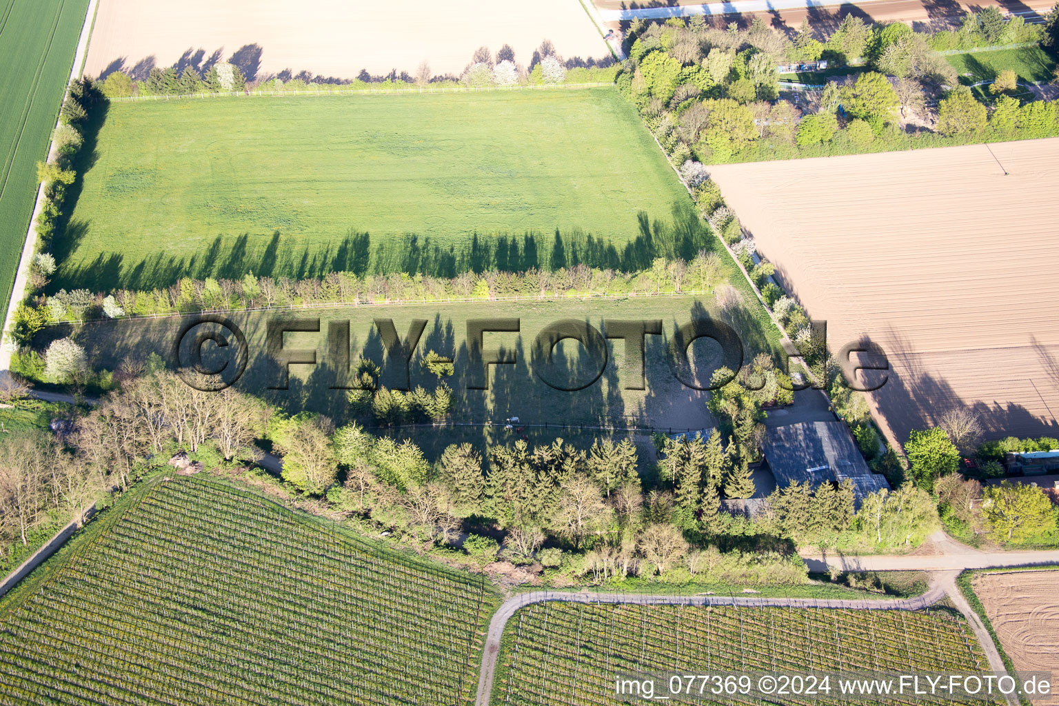 Vue aérienne de Enclos Trakehner à Minfeld dans le département Rhénanie-Palatinat, Allemagne