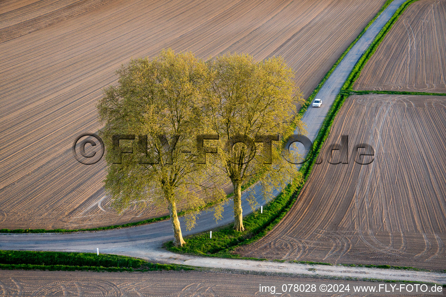 Vue aérienne de Rangée d'arbres au bord d'un champ à Schleithal dans le département Bas Rhin, France