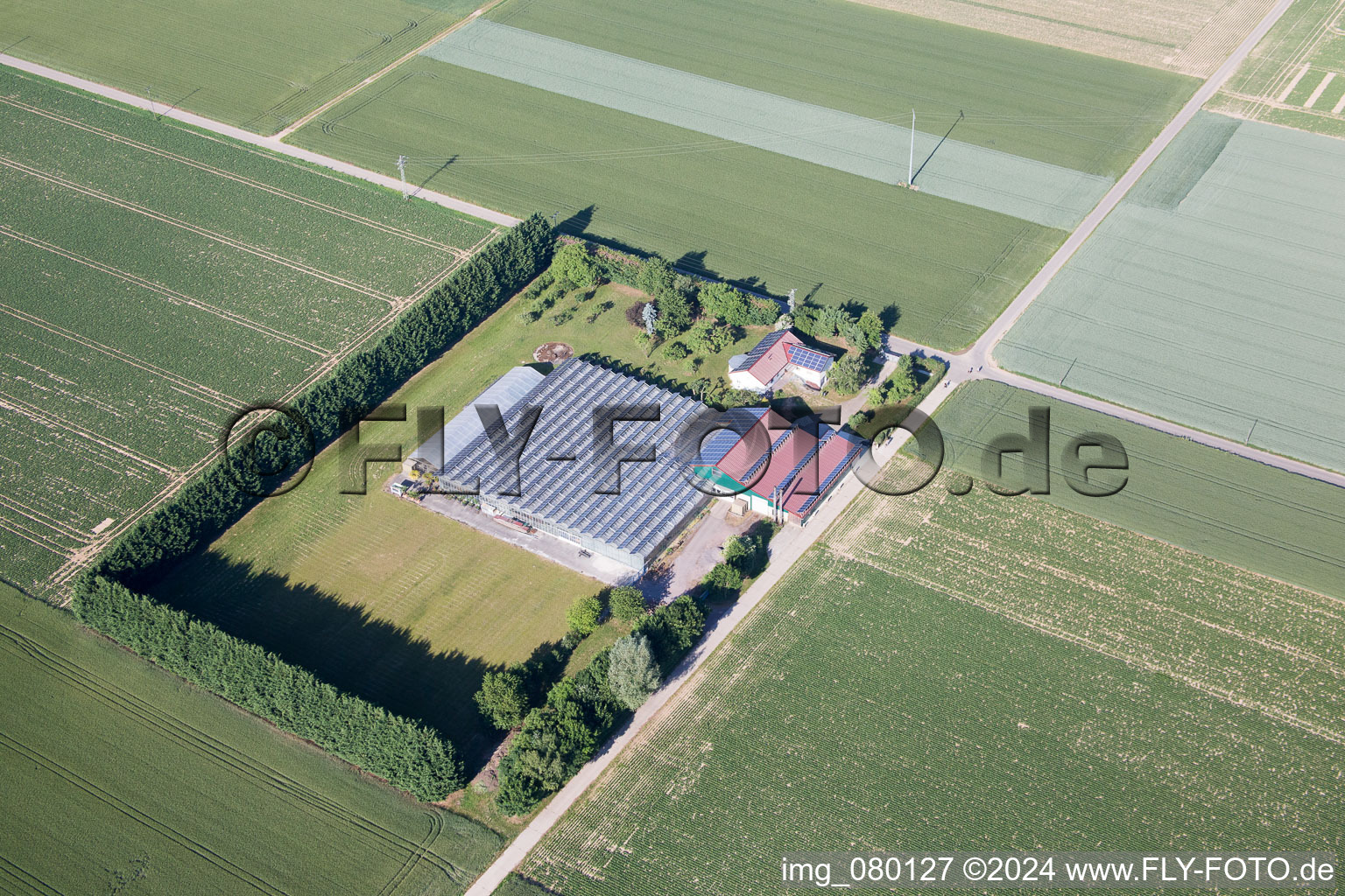 Steinweiler dans le département Rhénanie-Palatinat, Allemagne vue d'en haut