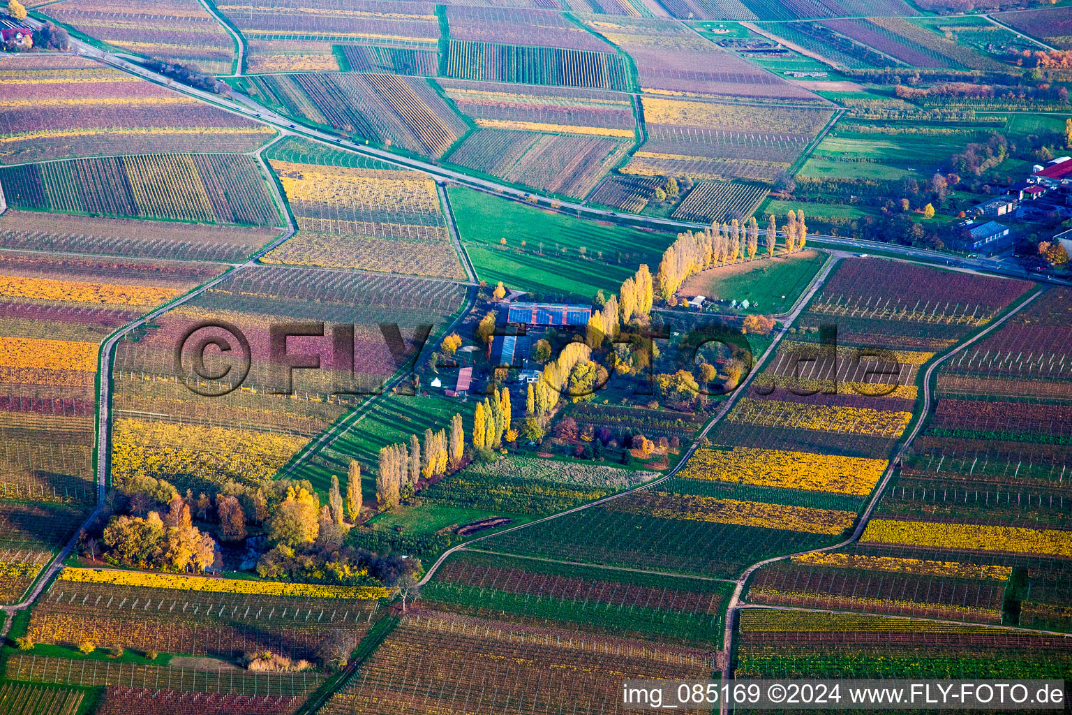 Vue aérienne de Rangée de peupliers aux couleurs d'automne entre les vignes de l'Aalmühl à le quartier Ilbesheim in Ilbesheim bei Landau in der Pfalz dans le département Rhénanie-Palatinat, Allemagne