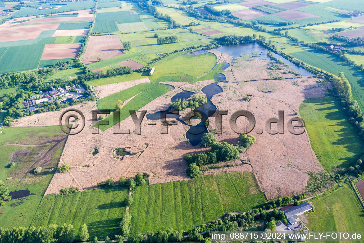 Vue aérienne de Roseaux dans la réserve naturelle Rheinheimer Teich à le quartier Spachbrücken in Reinheim dans le département Hesse, Allemagne