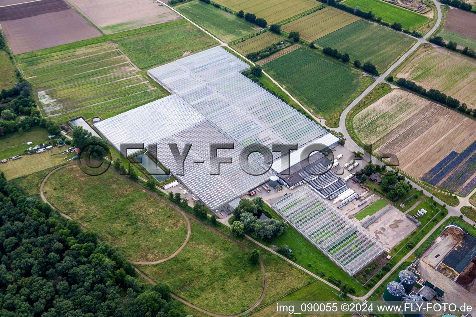 Vue aérienne de Zones de toit en verre dans les rangées de serres pour la culture de légumes chez Rudolf Sinn Jungpflanzen GmbH & Co. KG à Lustadt dans le département Rhénanie-Palatinat, Allemagne