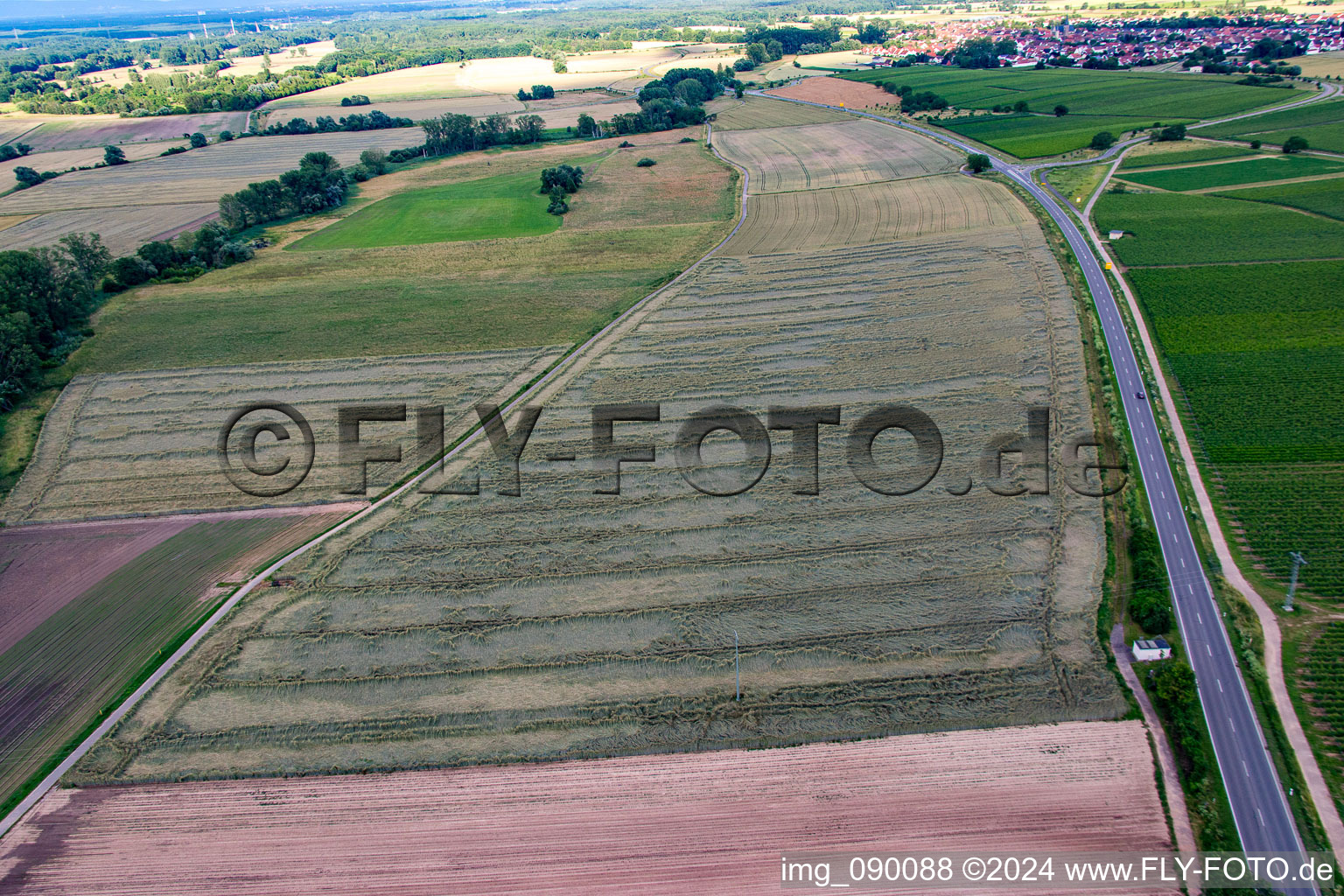 Vue oblique de Champ de céréales endommagé par un orage à le quartier Geinsheim in Neustadt an der Weinstraße dans le département Rhénanie-Palatinat, Allemagne