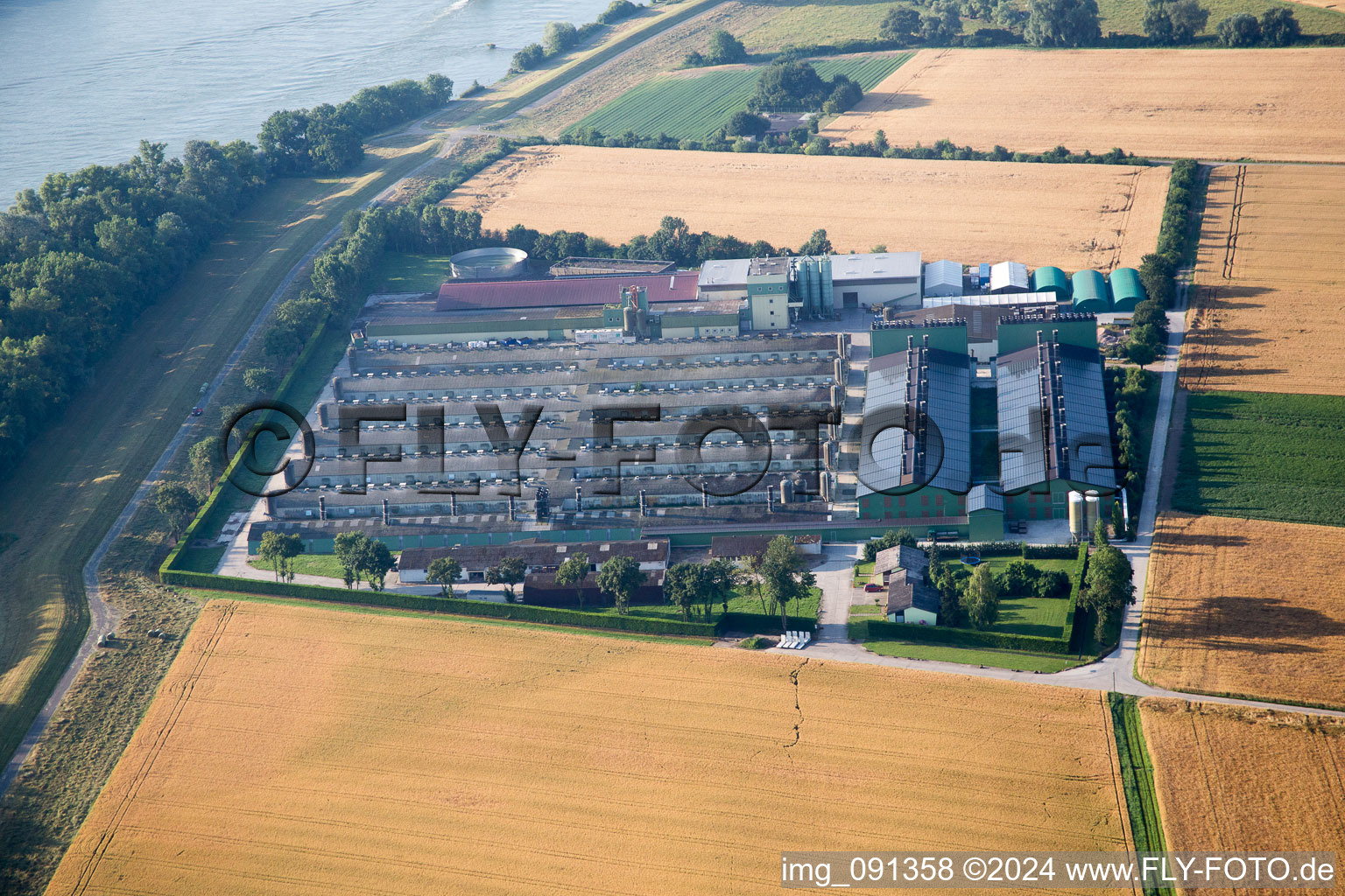 Gimbsheim dans le département Rhénanie-Palatinat, Allemagne vue du ciel