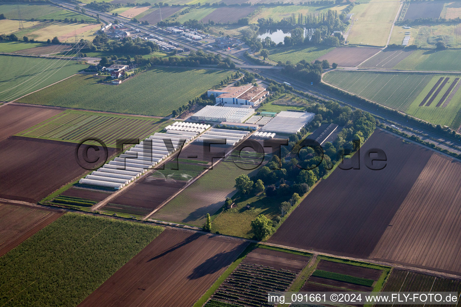 Vue aérienne de Enza Zaden Allemagne GmbH à le quartier Dannstadt in Dannstadt-Schauernheim dans le département Rhénanie-Palatinat, Allemagne