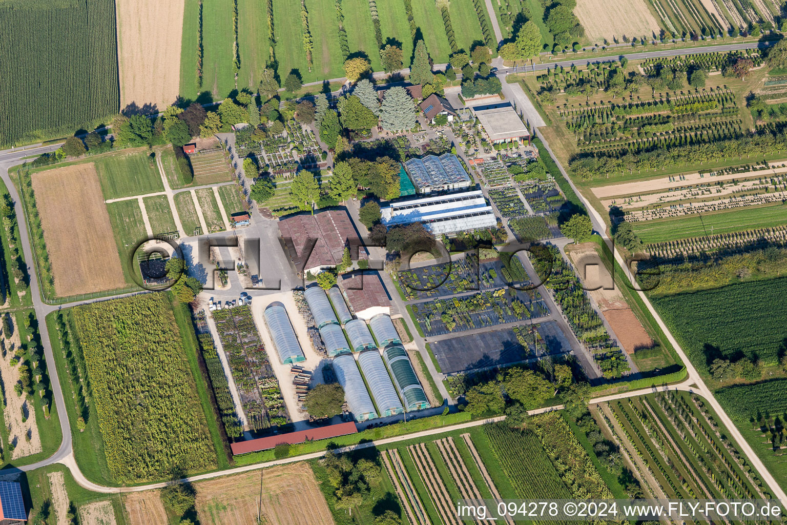 Vue aérienne de Rangées colorées de plates-bandes dans un champ de floriculture par Ammann Gartenkultur GmbH à Steißlingen dans le département Bade-Wurtemberg, Allemagne