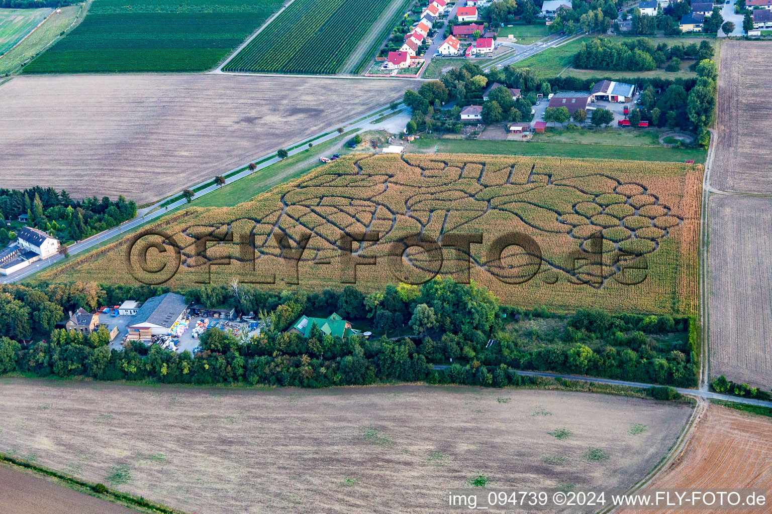 Vue aérienne de Labyrinthe - labyrinthe avec le contour d'une grappe de raisin dans un champ du quartier Wahlheimer Hof à Dalheim dans le département Rhénanie-Palatinat, Allemagne