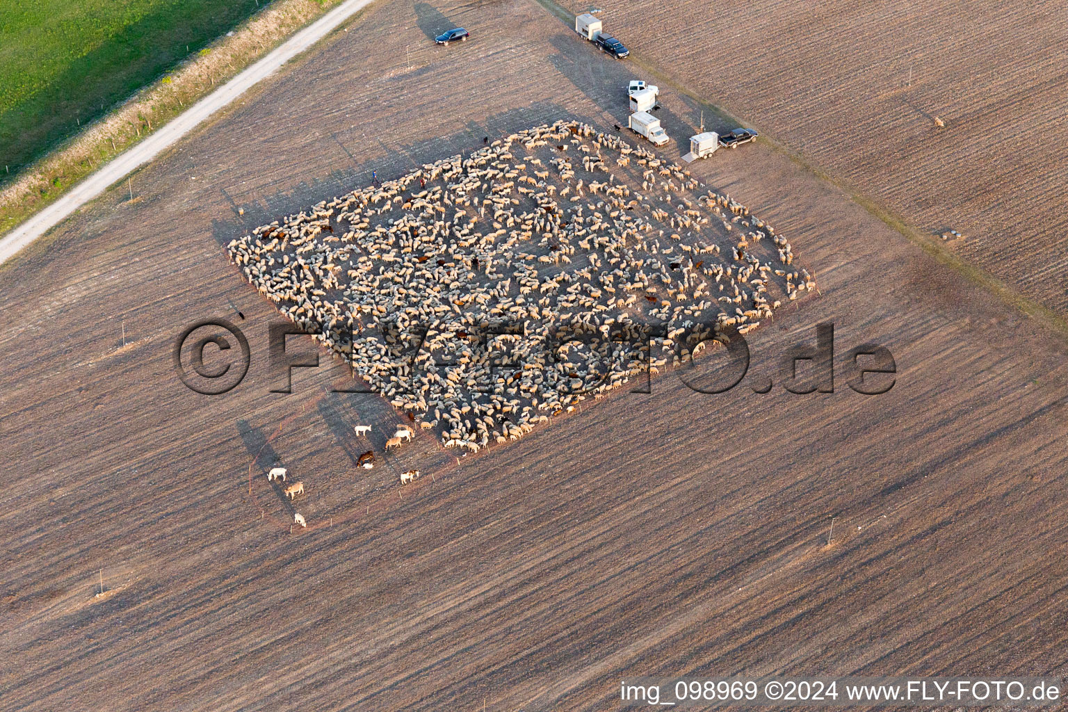 Vue aérienne de Structures d'un champ récolté avec un troupeau de moutons enclos à San Leonardo à Montereale Valcellina dans le département Pordenone, Italie