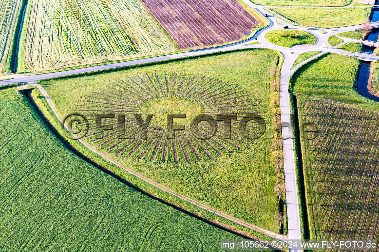 Vue aérienne de Rangées radiales d'une plantation de fruits ronds dans un champ à Localita Bolzano, Morsano Al Tagliamento à le quartier Bolzano in Morsano al Tagliamento dans le département Pordenone, Italie