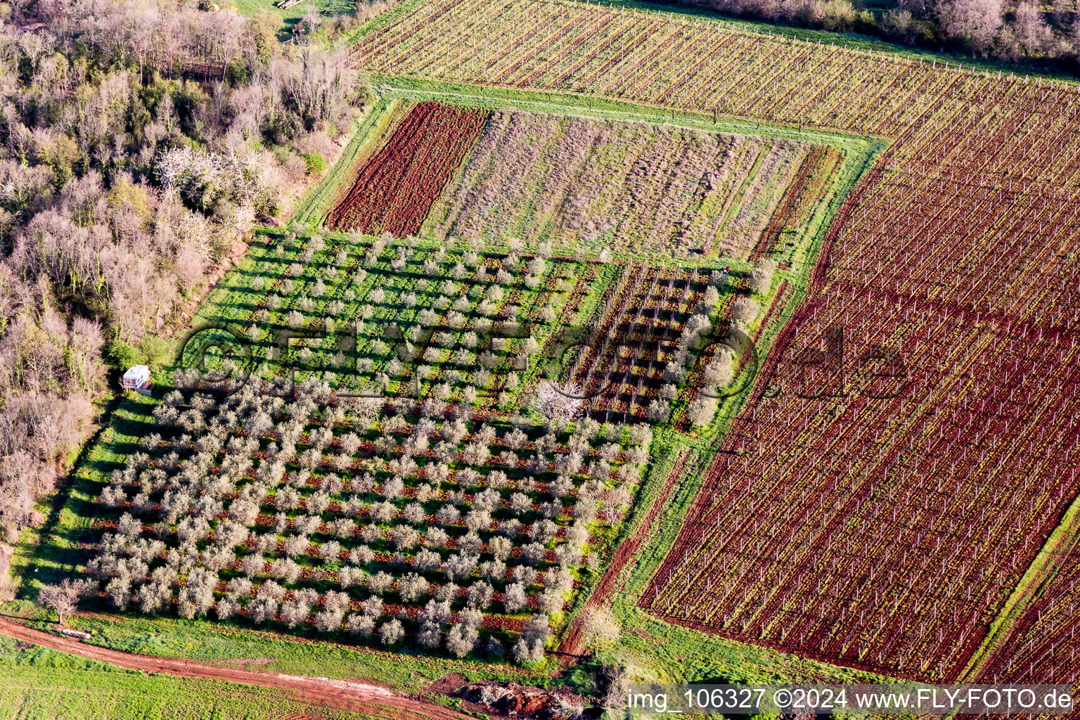 Vue aérienne de Rangées d'arbres d'une plantation de fruits et légumes en fleurs dans un champ au printemps à Funtana à Istarska Zupanija à Poreč dans le département Gespanschaft Istrien, Croatie