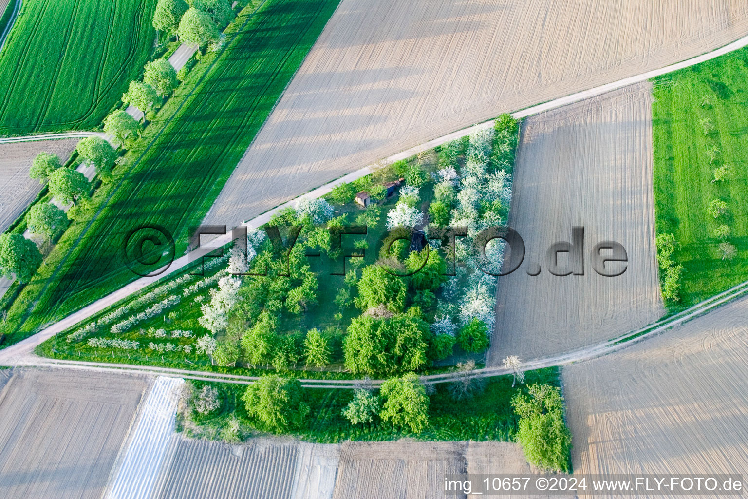 Surbourg dans le département Bas Rhin, France vu d'un drone