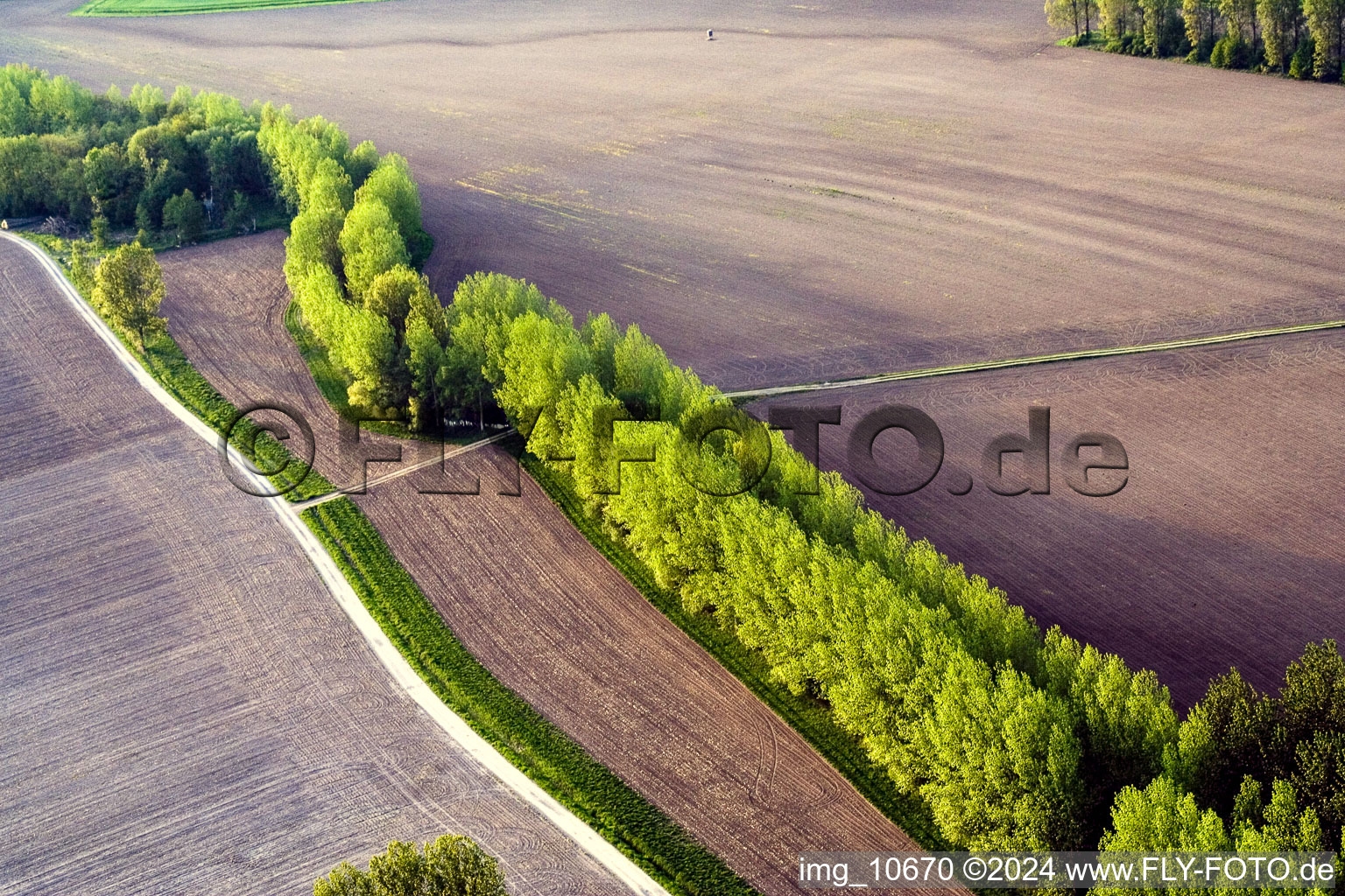 Vue aérienne de Rangée d'arbres sur une route de campagne au bord d'un champ à Biblisheim dans le département Bas Rhin, France