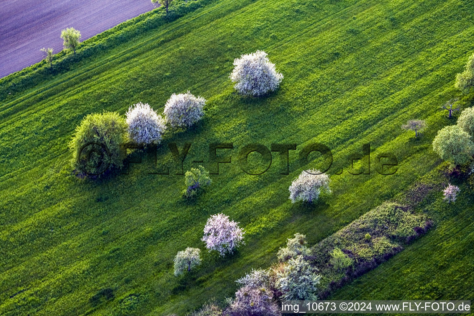 Vue aérienne de Arbres fruitiers à fleurs blanches sur un pré vert à Durrenbach à Walbourg dans le département Bas Rhin, France