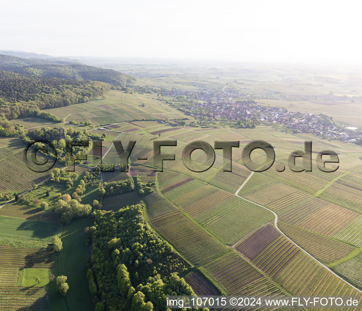 Vue oblique de Vignoble Sonnenberg à Wissembourg dans le département Bas Rhin, France