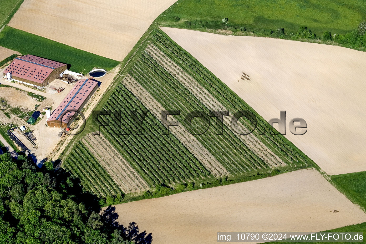 Vue aérienne de Wingert à Rott Wissembourg à Rott dans le département Bas Rhin, France