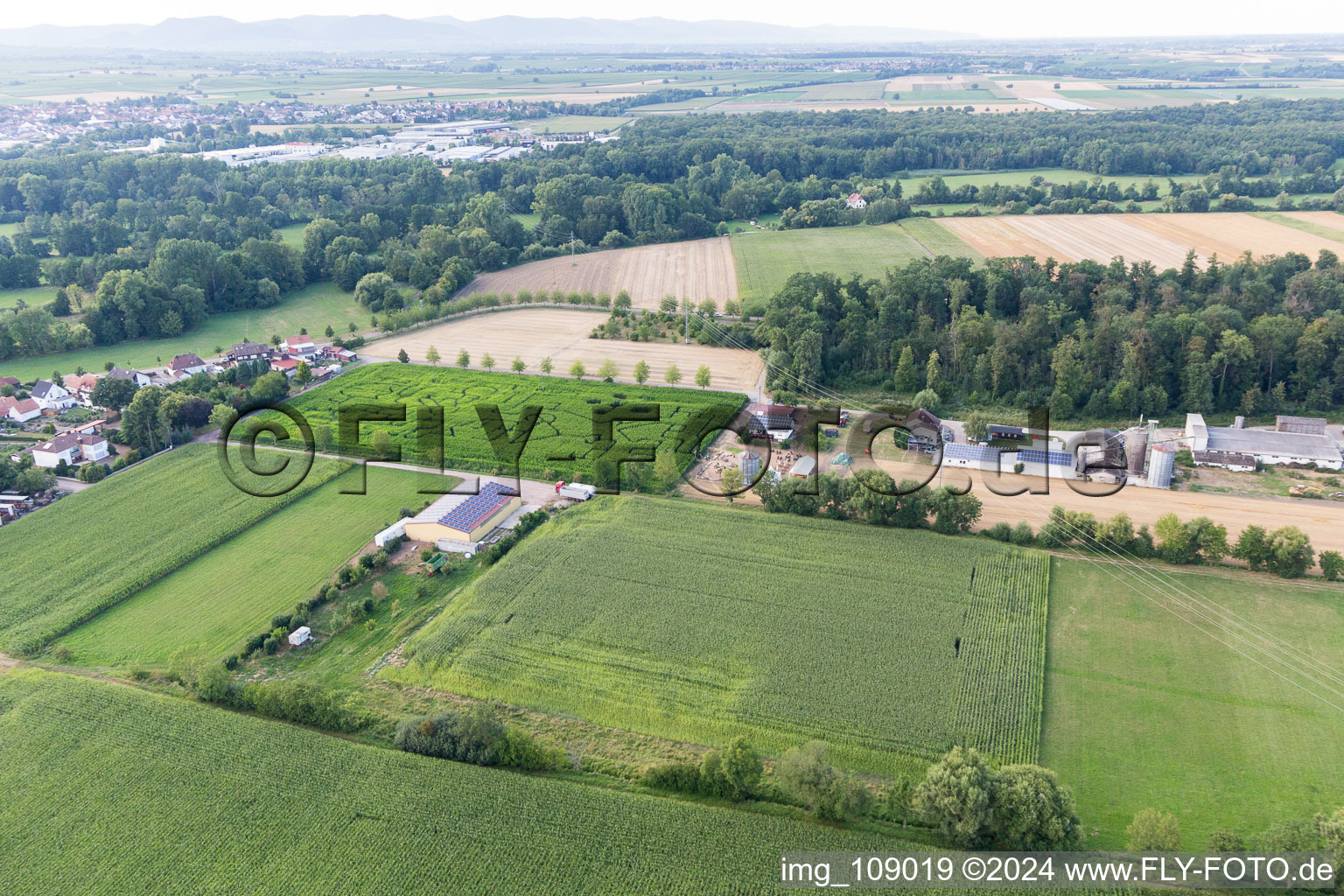 Vue aérienne de Labyrinthe de maïs au Seehof à Steinweiler dans le département Rhénanie-Palatinat, Allemagne