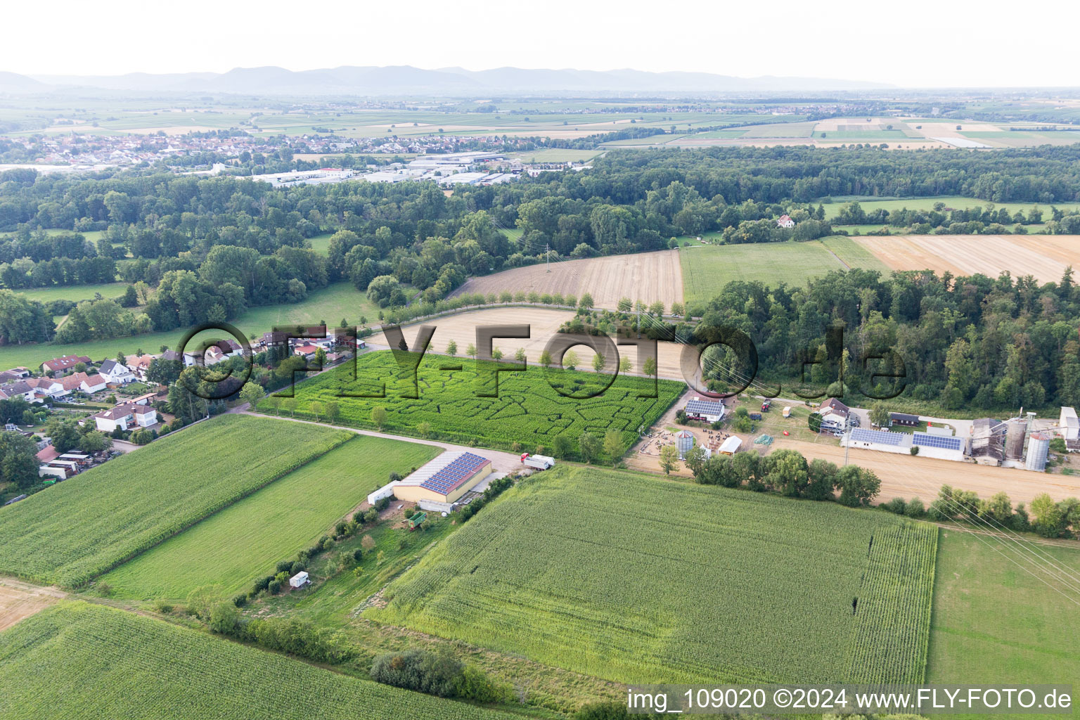 Vue aérienne de Labyrinthe de maïs au Seehof à Steinweiler dans le département Rhénanie-Palatinat, Allemagne