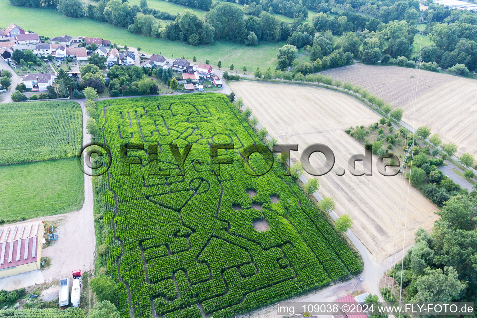 Labyrinthe de maïs au Seehof à Steinweiler dans le département Rhénanie-Palatinat, Allemagne du point de vue du drone