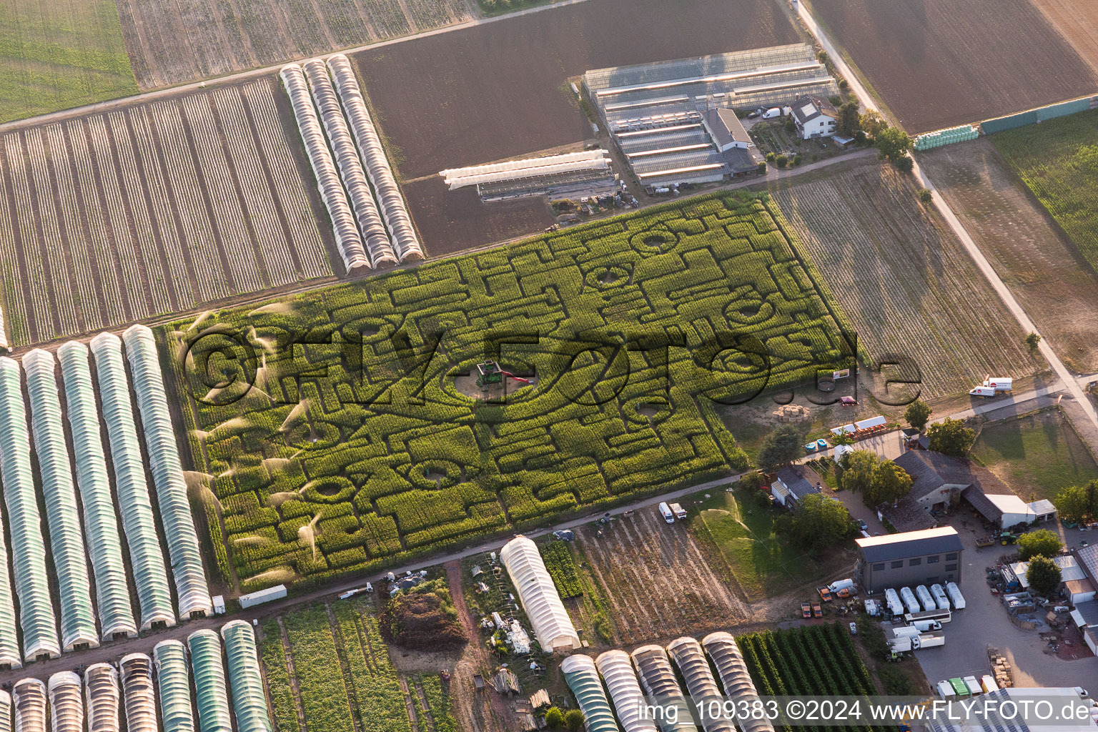 Vue aérienne de Labyrinthe - Labyrinthe de maïs avec les contours des yeux dans un champ de maïs à la conservation à Ladenburg dans le département Bade-Wurtemberg, Allemagne