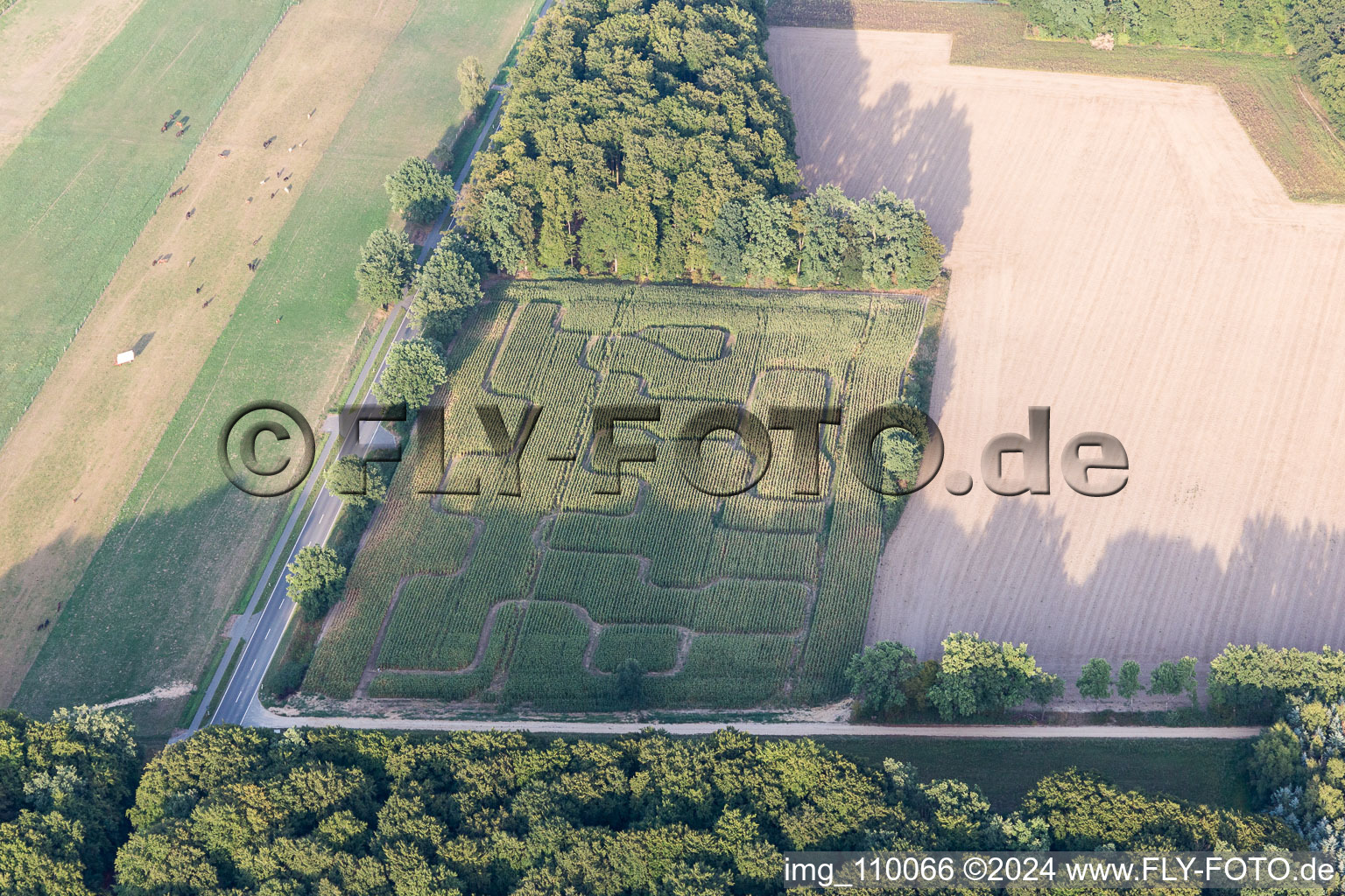 Vue aérienne de Labyrinthe - labyrinthe dans un champ de maïs à Amelinghausen dans le département Basse-Saxe, Allemagne