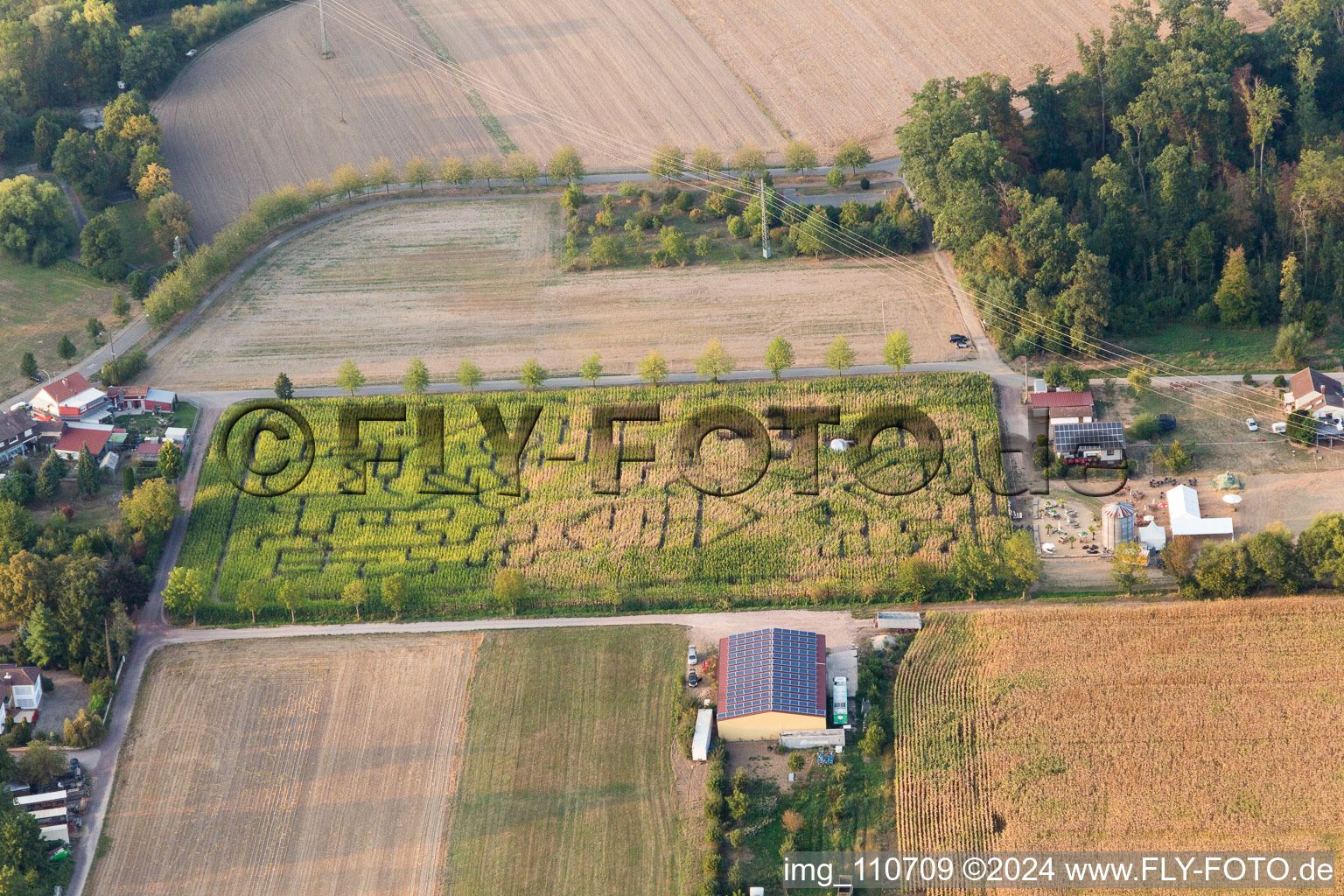 Labyrinthe de maïs au Seehof à Steinweiler dans le département Rhénanie-Palatinat, Allemagne d'un drone