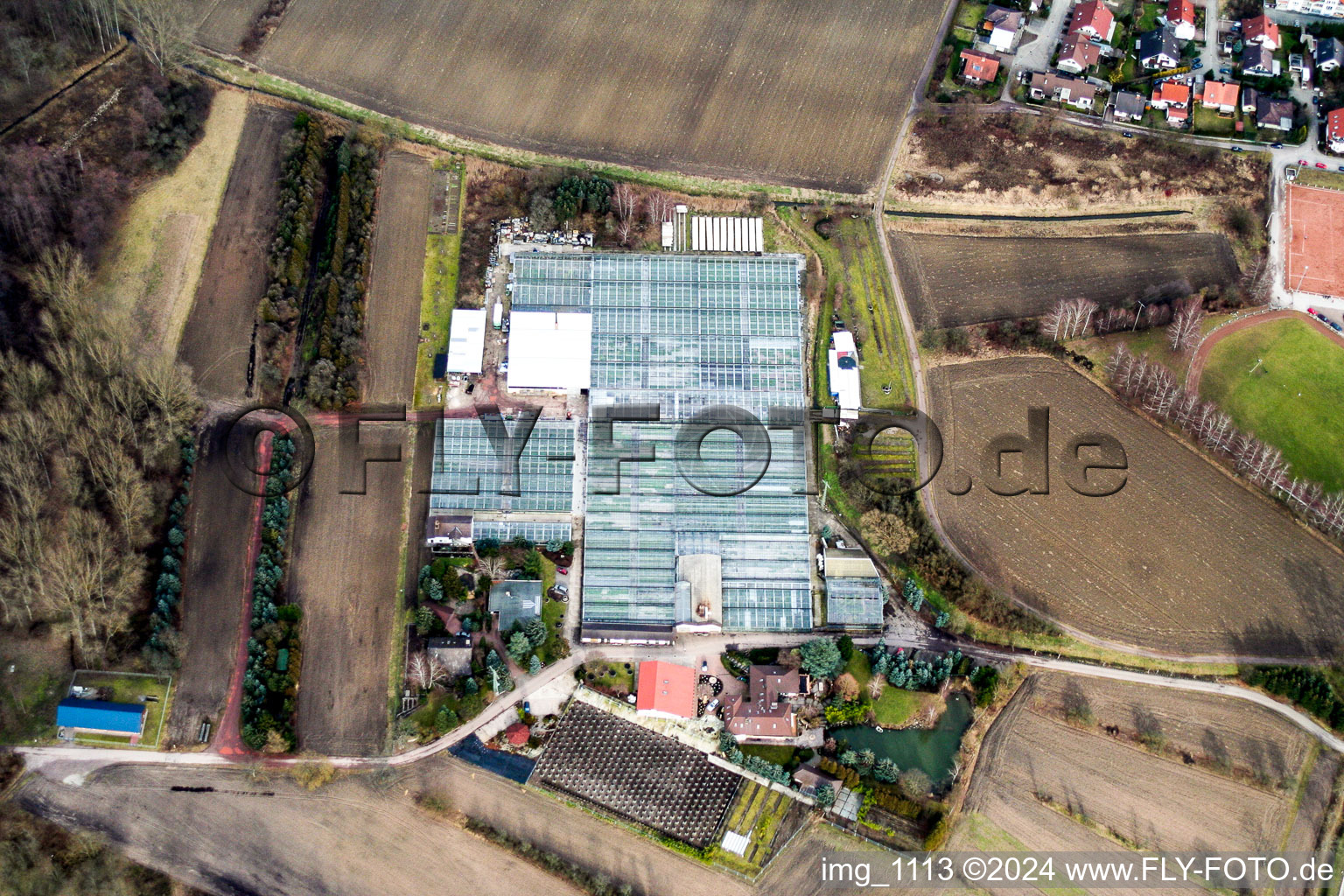 Vue aérienne de Jardinage de géraniums à Hagenbach dans le département Rhénanie-Palatinat, Allemagne