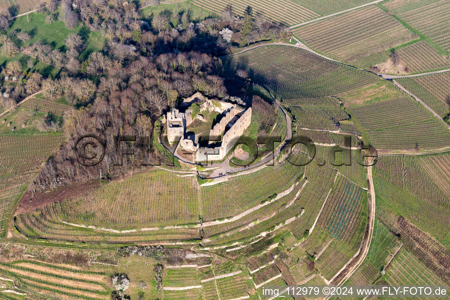 Vue aérienne de Couleurs automnales dans le vignoble du château de Staufen et structures des allées dans les vignes pour le vin du siècle 2018 Badischer Wein à Staufen im Breisgau dans le département Bade-Wurtemberg, Allemagne