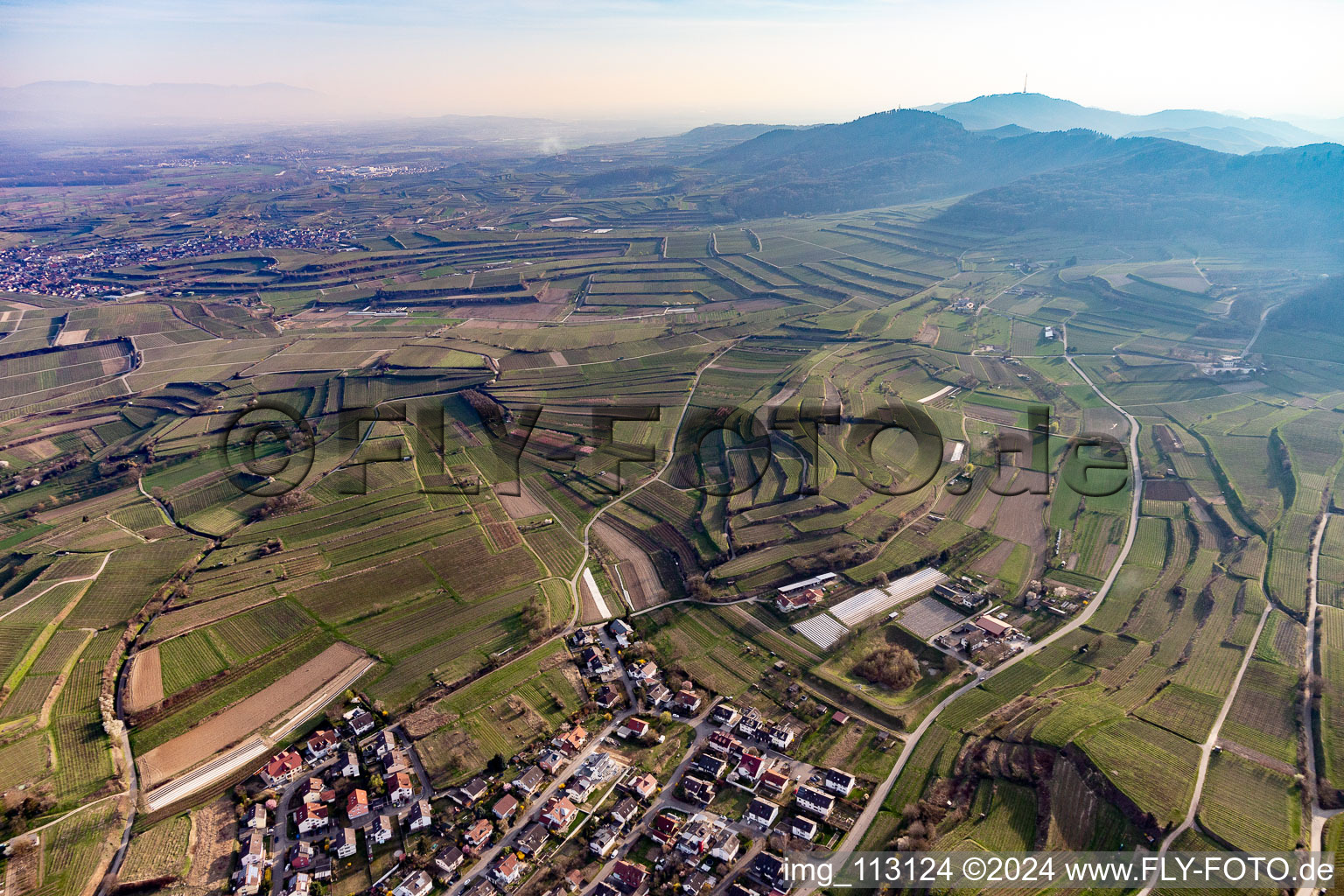 Vue aérienne de Paysage viticole des zones viticoles de Bahlingen dans le Kaiserstuhl à Bahlingen am Kaiserstuhl dans le département Bade-Wurtemberg, Allemagne