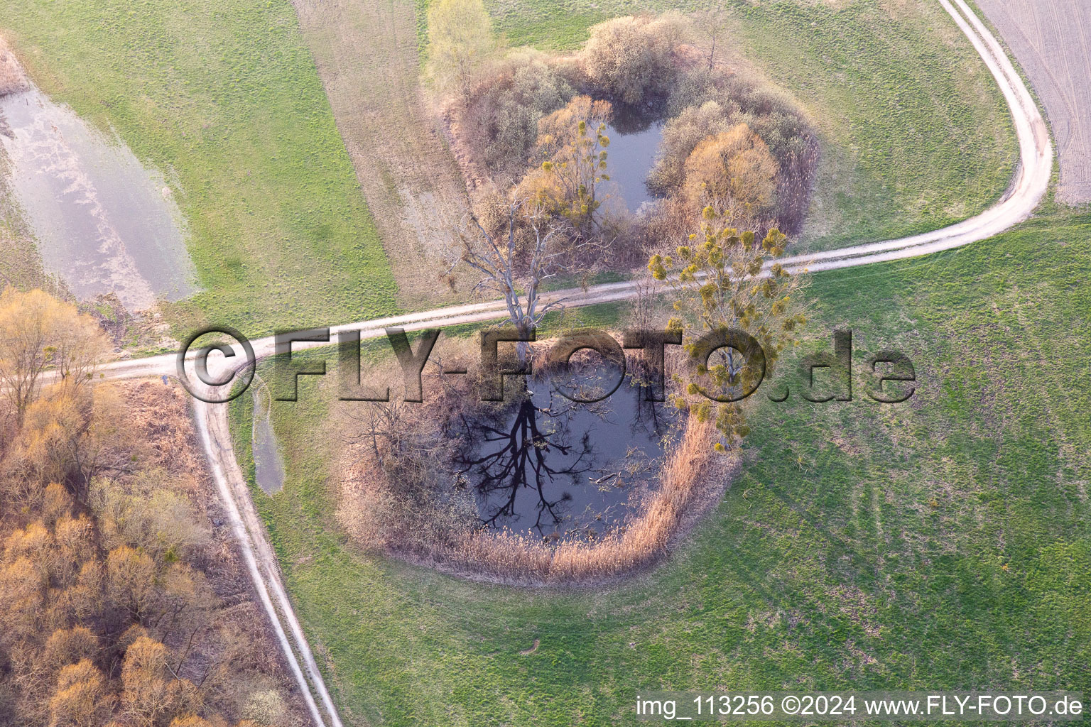 Vue aérienne de Biotope à Leimersheim dans le département Rhénanie-Palatinat, Allemagne