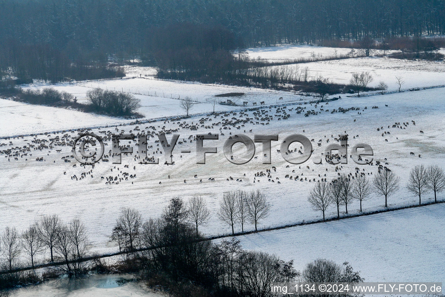Vue aérienne de Pâturage d'hiver avec moutons - troupeau dans l'Otterbachtal avec moutons - troupeau à Freckenfeld à Freckenfeld dans le département Rhénanie-Palatinat, Allemagne