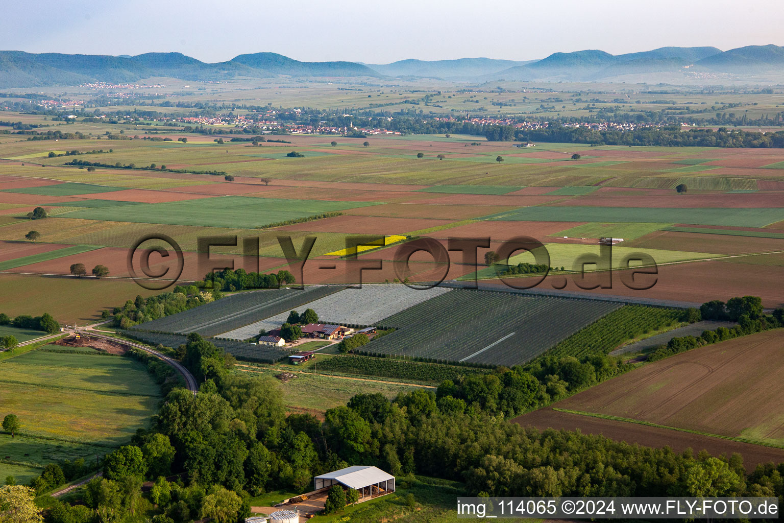 Vue aérienne de Plantation fruitière de l'Obst- und Spagelhof Gensheimer à Winden à Steinweiler dans le département Rhénanie-Palatinat, Allemagne