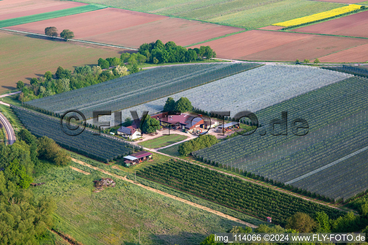 Vue aérienne de Ferme de fruits et de spagels de Gensheimer à Steinweiler dans le département Rhénanie-Palatinat, Allemagne