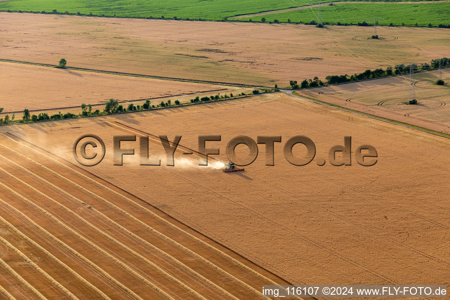 Vue aérienne de Récolte de colza à Wechmar dans le département Thuringe, Allemagne