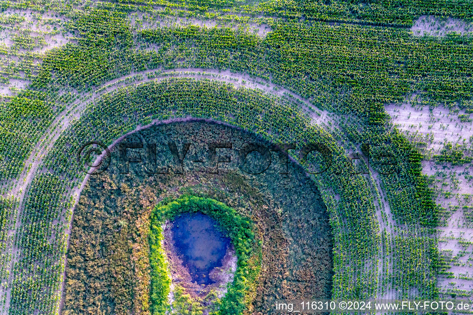 Vue aérienne de Zones riveraines d'un lac mort sur un champ de maïs à le quartier Flieth in Flieth-Stegelitz dans le département Brandebourg, Allemagne