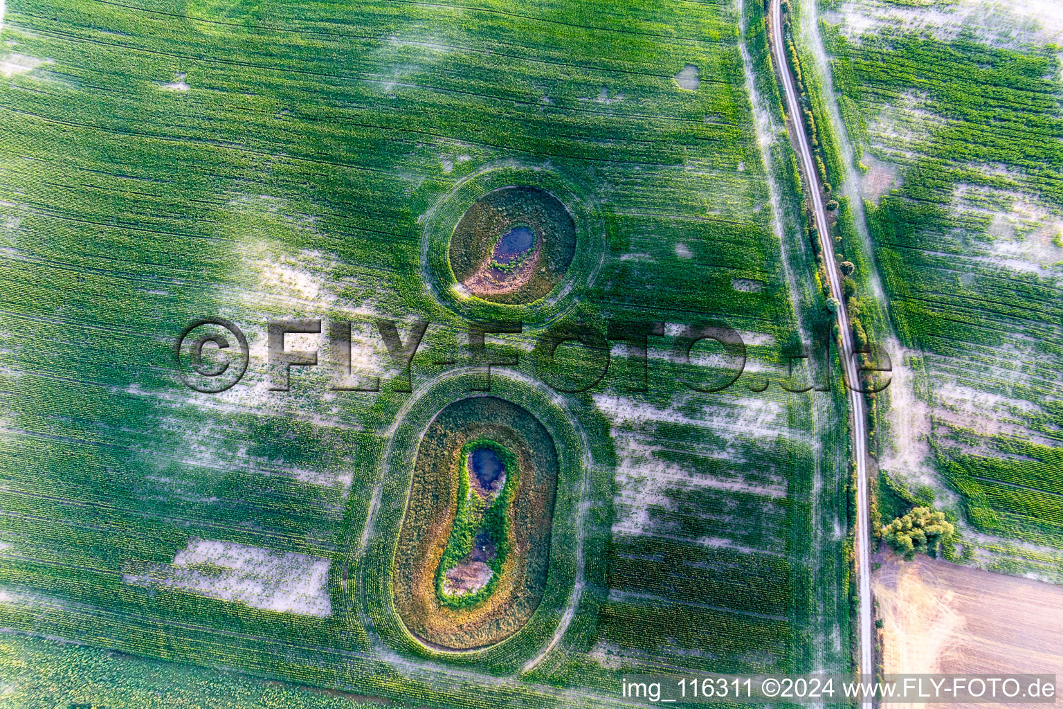 Vue aérienne de Structures de champs de céréales rondes : Toteissee dans le champ de l'Uckermark à Gerswalde dans le département Brandebourg, Allemagne