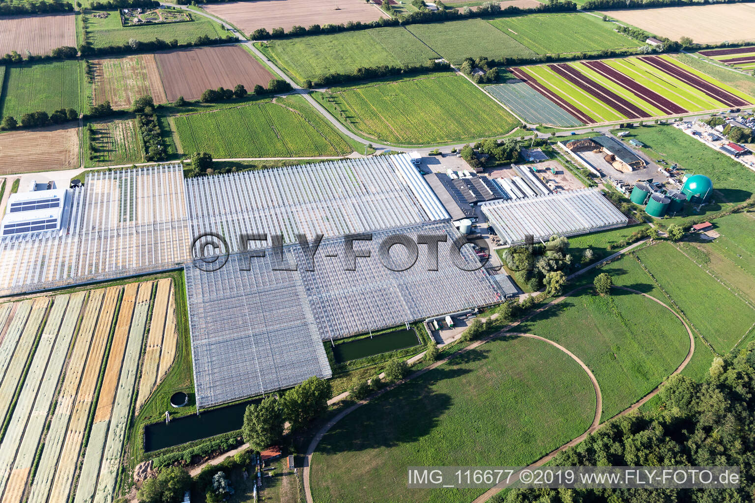 Vue aérienne de Rudolf Sinn Young Plants GmbH à Lustadt dans le département Rhénanie-Palatinat, Allemagne