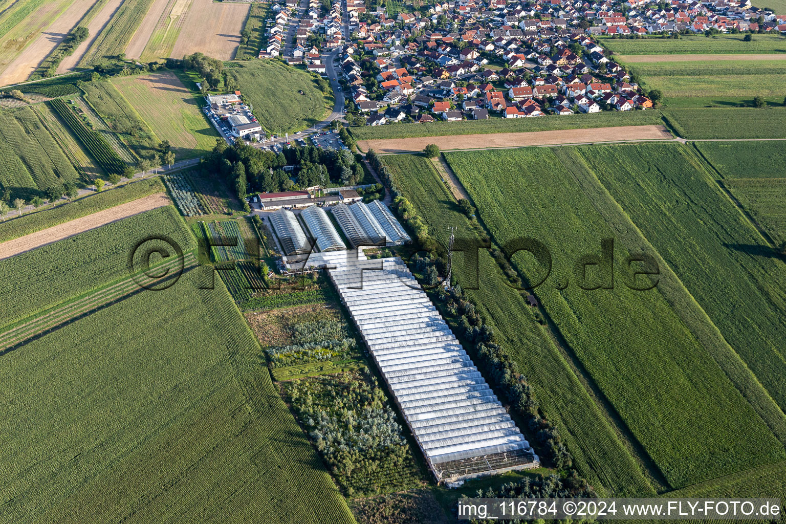 Vue aérienne de Fleurs de berger à le quartier Mechtersheim in Römerberg dans le département Rhénanie-Palatinat, Allemagne