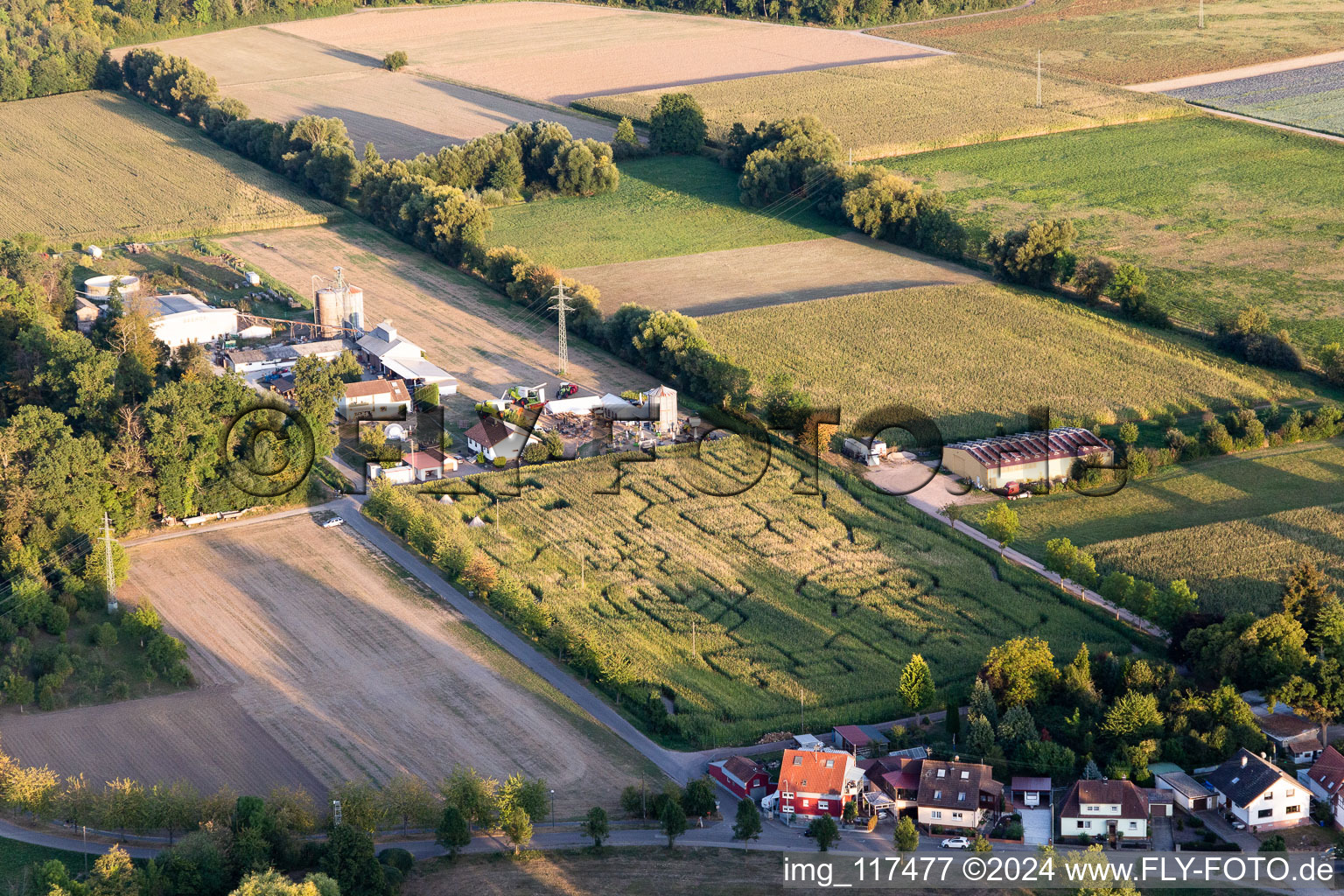 Labyrinthe - labyrinthe dans un champ de maïs du Seehof à Steinweiler dans le département Rhénanie-Palatinat, Allemagne d'en haut