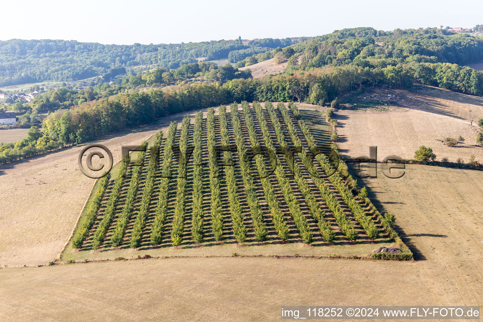 Vue aérienne de Plantation de mirabelles à Vigneulles dans le département Meurthe et Moselle, France